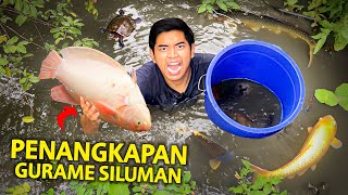 PENANGKAPAN GURAME SILUMAN DI EMPANG BERLUMPUR NYEBUR KE KOLAM LANGSUNG [upl. by Nnyleuqcaj131]