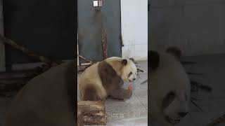 Eat carrots today  Panda Qizai panda pandalove cute pandalife animals [upl. by Nata]