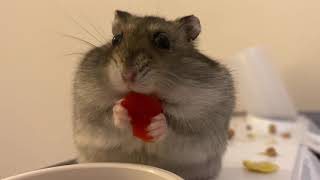 Hamster eat pepper part 2 [upl. by Manuel]