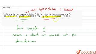 What is dystrophin  Why is it important [upl. by Mirabel983]