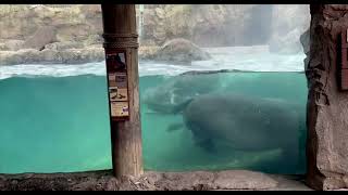 Hippo Chase  Cincinnati Zoo [upl. by Inilam]