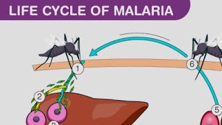 plasmodium vivax life cycle in man [upl. by Wood]