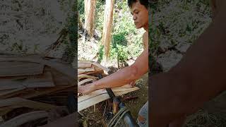 Tuxying abaca and extracting fiber abacafarming farming farmlife shortsvideo [upl. by Nauqaj]