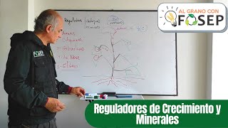 REGULADORES DE CRECIMIENTO Y MINERALES [upl. by Orran862]