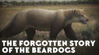 The Forgotten Story of the Beardogs [upl. by Atsocal]