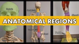 Anatomical Regions [upl. by Leinadnhoj]