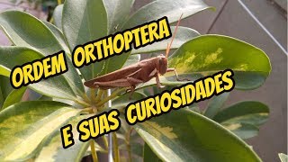 ORDEM ORTHOPTERA E SUAS CURIOSIDADES [upl. by Lontson]