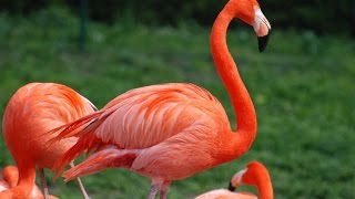 Amazing Flamingo Facts [upl. by Byrann]