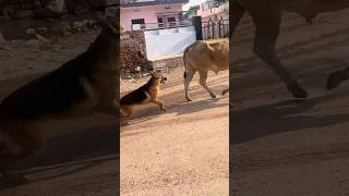 German shephard ki harkato se paresan hokar maza chakhaya countrytellers [upl. by Annahvas]