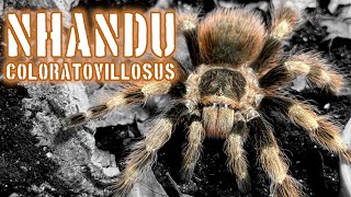 Nhandu coloratovillosus move Brazilian black and white tarantula tarantulas inverts spiders [upl. by Berard280]