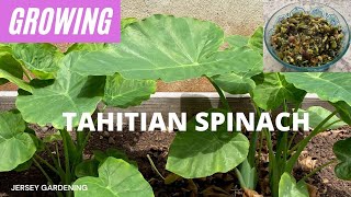 How to Grow Tahitian Spinach Cheera Chembu  English [upl. by Hurlow297]