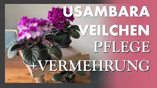 Usambaraveilchen 💜💚 Saintpaulia  African Violet  Wie man sie pflegt und vermehrt  Spezialtöpfe [upl. by Ralli]