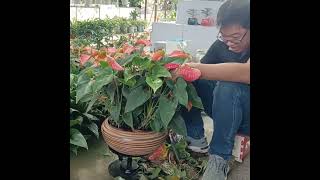 Anthurium Tailflower beautiful gardendesignideas garden houseplant [upl. by Nightingale]