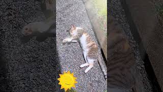 Cat Feels The Sunshine funny short 😸🌞 [upl. by Anileh]