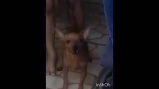 Pinscher latindo pinscher 0 cachorro bravo [upl. by Karen728]