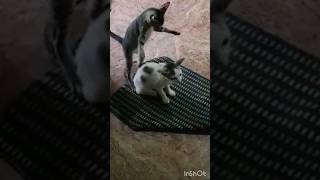 Funny 😃 Attack viral shortsfeed funny pet [upl. by Rehpotsyrk]