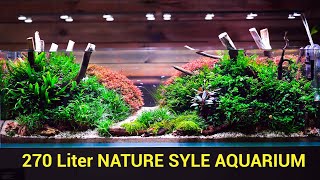 720 Liter Nature Style Aquarium [upl. by Dianemarie]