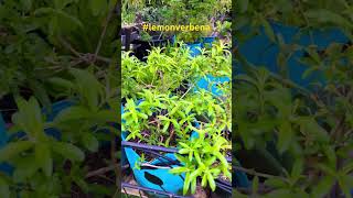 Benefits of lemon verbena shorts viral fyp youtubeshorts garden herbs growyourownfood [upl. by Walther580]