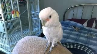 One Crazy Goffin Cockatoo shes Sweet [upl. by Renrag]