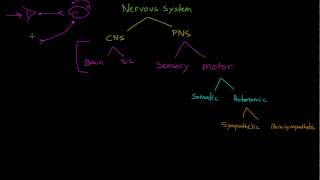 Sensory Neurons Interneurons and Motor Neurons [upl. by Sallyann113]