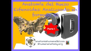 Anatomía del Cráneo Esfenoides visto desde todo los ángulos a través de modelo 3D real Parte I [upl. by Assyla]