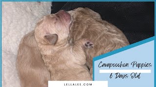 Cavapoochon Puppies 6 Days Old 🐶💕💕💙 [upl. by So]