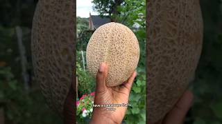 It’s raining CANTALOUPES 🍈 cantaloupe cantaloupeplant shortsvideo greenthumb growyourownfood [upl. by Saref767]