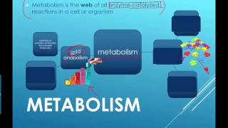 Metabolism Intro 2016 IB Biology [upl. by Dhumma]