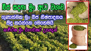 බීජ සදහා මුංඇට නිෂ්පාදනය  Mun Wagawa Sinhala  munata wagawa  මුං වගාවට අත්වැලක්  mun wagawa [upl. by Erica]