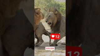 Lion Fight 🦁shortsfeed shorts short lion trending trendingshorts [upl. by Gilles]