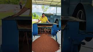 Mushroom Farming at Koh Samui THAILAND kohsamui kohsamuithailand [upl. by Ide]