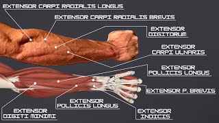 How to Build EVERY FOREARM EXTENSOR in ONE EXERCISE  Workout amp Anatomy Forearm Series Part 2 of 3 [upl. by Stonwin706]