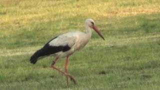 Storch mit Stuhlgang [upl. by Ameen]