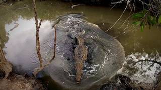 CROCODILE Aggression near Cairns Australia [upl. by Eleets]