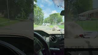 USPS Backs Truck Into Fence While Delivering A Package 🤣 idiotdrivers baddrivers [upl. by Belac316]