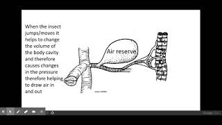 311Exchange surfaces PART 2 f The mechanisms of ventilation and gas exchange in fish and insects [upl. by Llatsyrk]