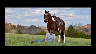 Nice Tempered Spotted Saddle Gaited Trail Gelding For Sale [upl. by Faubert]