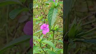 Barleria cristata  Traditional favorite of Desi Gardens [upl. by Oaks]