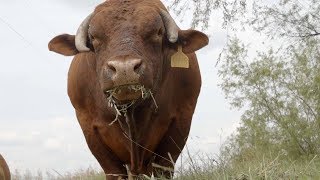 GrassFed Beef  ABC News [upl. by Aiam670]