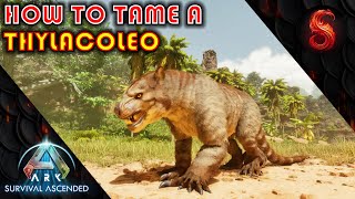 ARK SURVIVAL ASCENDED HOW TO TAME A THYLACOLEO 3 OF THE BEST TRAPS [upl. by Treble]