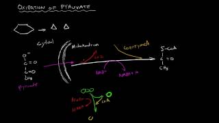 Cellular Respiration  Oxidation of Pyruvate [upl. by Annoyed]