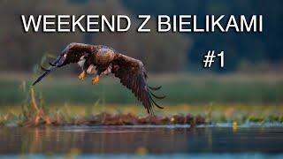 Weekend z bielikami 1 Fotografowanie ptaków drapieżnych Z życia fotografów przyrody Żuławy Wiślane [upl. by Chad734]