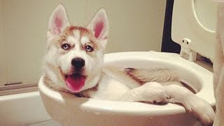 Husky doing husky things FUNNIEST Dogs [upl. by Alisun]