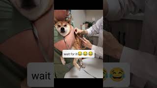 Hurting for the dog like and subscribe funny pleasesubscribe [upl. by Lorenz966]