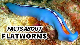 Flatworm Facts WORMS that can live INSIDE YOU  Animal Fact Files [upl. by Oicnaneb434]