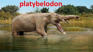 platybelodon [upl. by Weyermann]