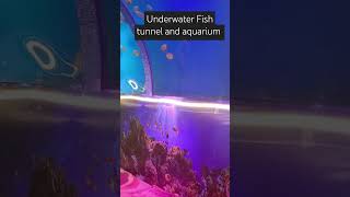 Underwater Fish tunnel aquarium fish aquarium [upl. by Irrok410]