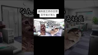 歯科技工所の日常 猫ミーム ねこ 歯科技工所 歯科技工士 歯科 あるある 日常 [upl. by Keyes]