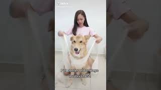 DIY AntiAnxiety Wrap for Dogs  TikTok 1Minute Tutorial [upl. by Ahsratal]