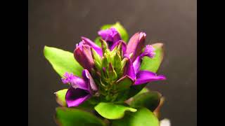 Polygala myrtifolia 1 [upl. by Oglesby]